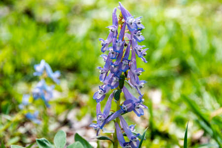Cute purple flowers blooming in the spring field