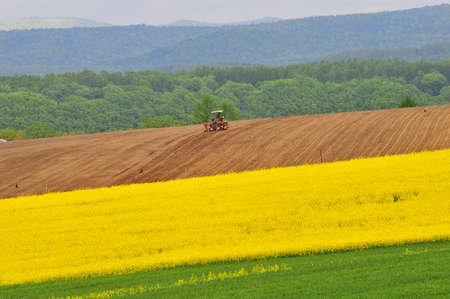 Canola field in full bloom and spring farmingの写真素材