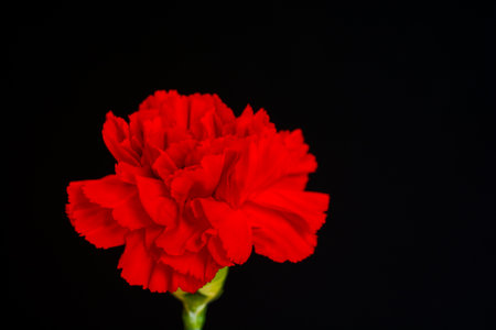 Red carnation on black backgroundの写真素材