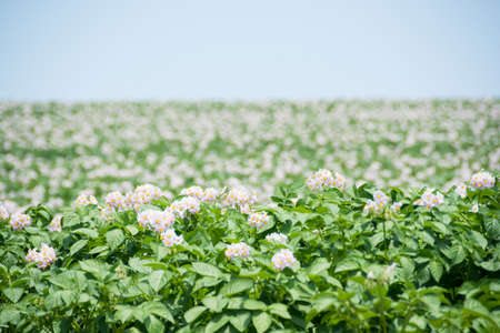 Potato field with purple flowers and blue skyの写真素材