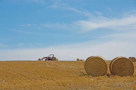 Wheat rolls in the field after mowing
