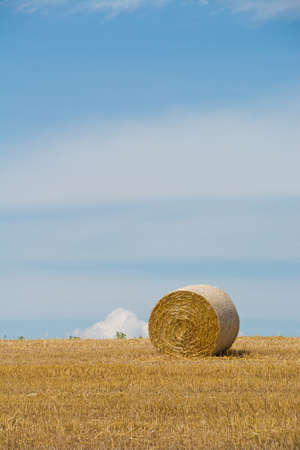 Wheat rolls in the field after mowingの写真素材