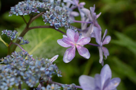 Purple hydrangea in the garden in early summer