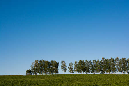 Green vegetable garden and row of birch trees with the blue skyの写真素材