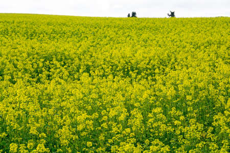 Canola field full of yellow flowers