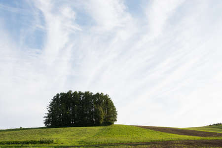 Larch forest on a green hill