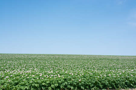 Summer potato field with blooming flowersの写真素材