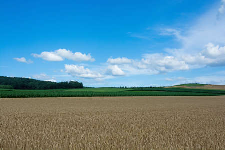 Golden wheat field before harvestの写真素材