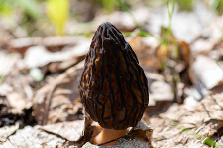 Morels with a brown sponge-like cap