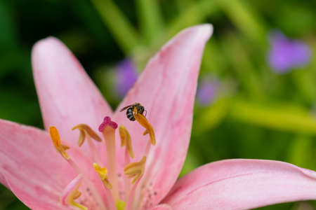 Pink lilies in the summer gardenの写真素材