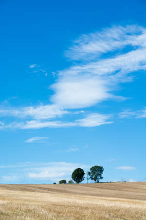 Wheat field after mowing and blue skyの写真素材