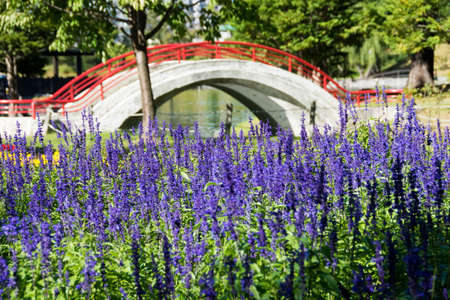 Lavender field and red bridge