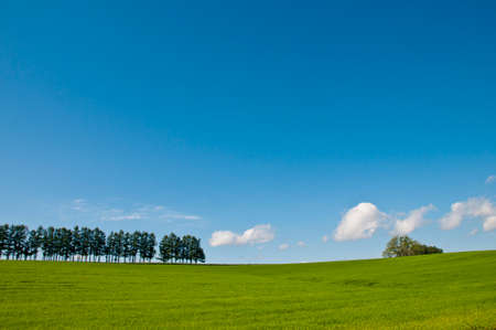Green meadow and blue skyの写真素材