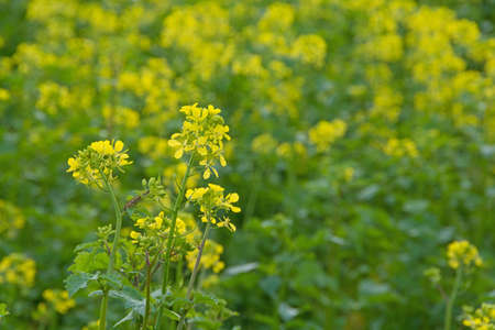 Canola field full of yellow flowersの写真素材