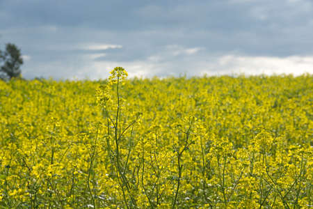 Canola field in full bloom of yellow flowers