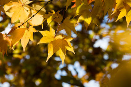 Yellow maple leaves in autumn