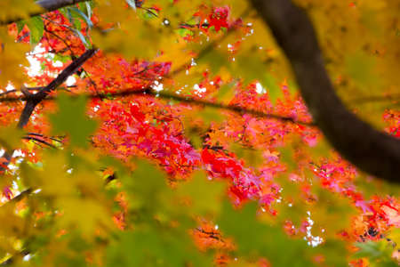 Red maple leaf in autumn forestの写真素材