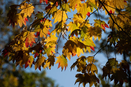 Autumn colorful maple leaves and sun light