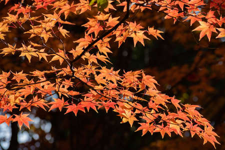 Backlit yellow maple leaf in autumn