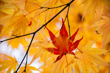 Red leaves among the yellow maple leaves