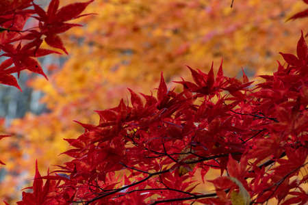 Red maple leaves in autumn