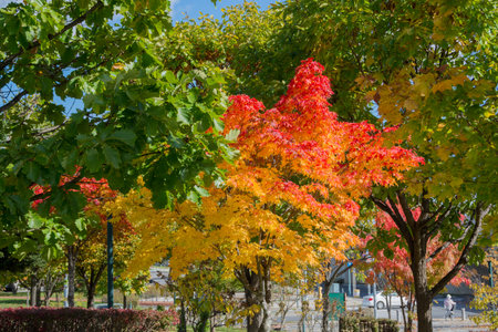 Roadside trees of autumn leaves colored in red