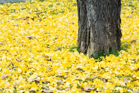 Autumn yellow ginkgo leaves and trunkの写真素材