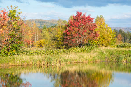 Autumn red rowan reflected on the water surfaceの写真素材