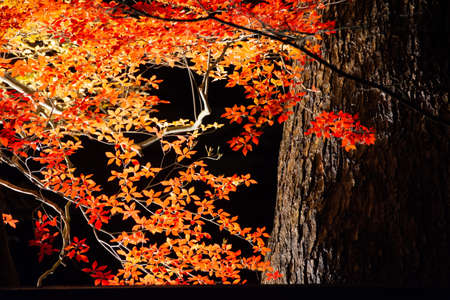 Illuminated yellow leaves at night in Kakunodateの写真素材