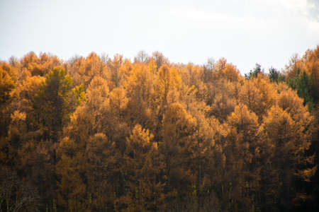 Golden autumn larch forest that reflects the sun's rays