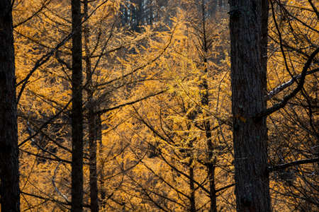 Golden autumn larch forest that reflects the sun's raysの写真素材