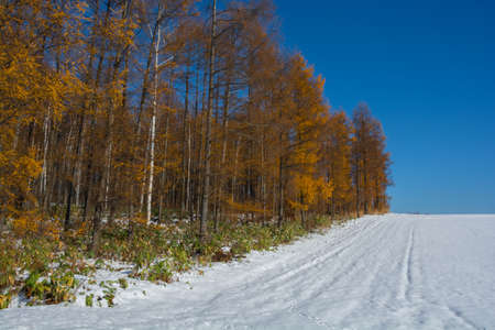 Snow fields and yellow-leaved larch forestの写真素材