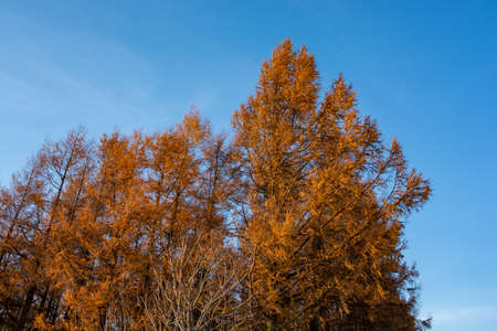 Autumn larch forest and blue sky