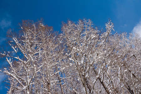 Winter thickets and blue sky with falling crystals