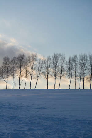 Lined birch trees on the hill at dusk in winter