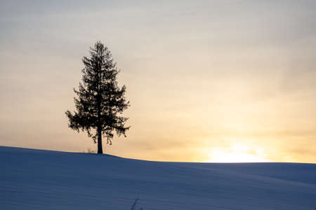 Pine tree on the hill at dusk in winterの写真素材
