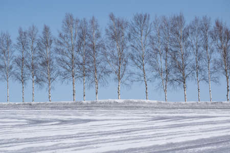 Snow fields sprinkled with snow-melting agent and birch treesの写真素材