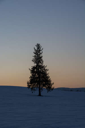 Beautiful winter dusk sky and pine tree standing in the snow fieldの写真素材
