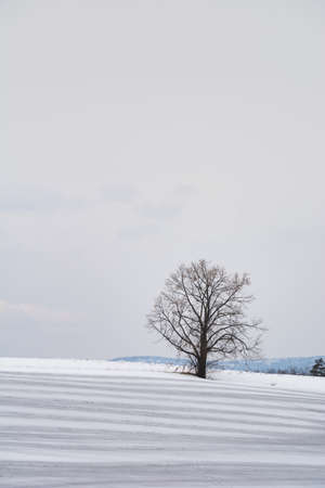 Snowy mountains that reflect the setting sun and blue skyの写真素材