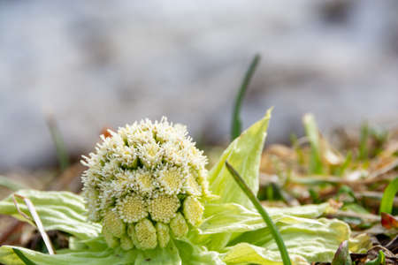 Remaining snow and butterbur shootの写真素材