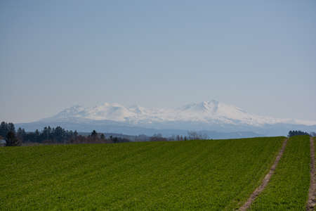 Spring green wheat fields and snowy mountains