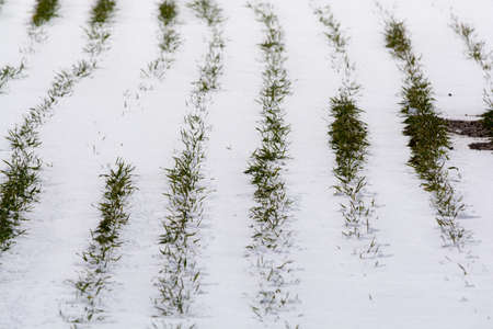 Snow-covered spring green wheat fieldの写真素材