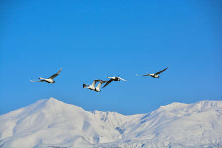 Swans flying in the blue sky and snowy mountainsの写真素材