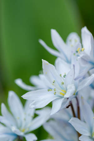 Cute white flowers blooming in the spring garden