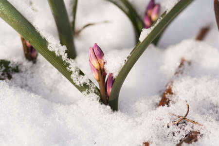 Snow-covered Chionodoxa budsã€€in spring garden