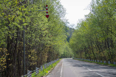 Road through the fresh green forest