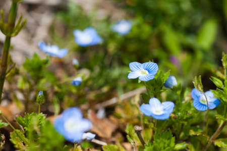 Cute purple flowers blooming in the spring fieldの写真素材