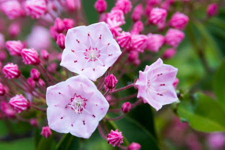 Cute pentagonal pink flowers blooming in the summer garden