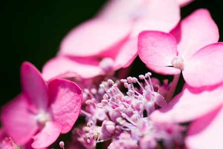 Closeup of purple hydrangea flowerの写真素材