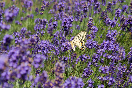 Swallowtail butterfly in a lavender field